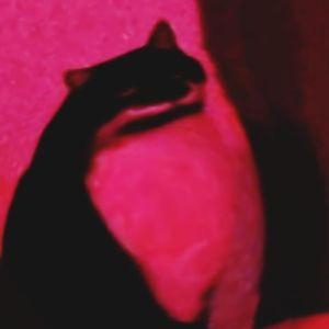 Bohemaria avatar