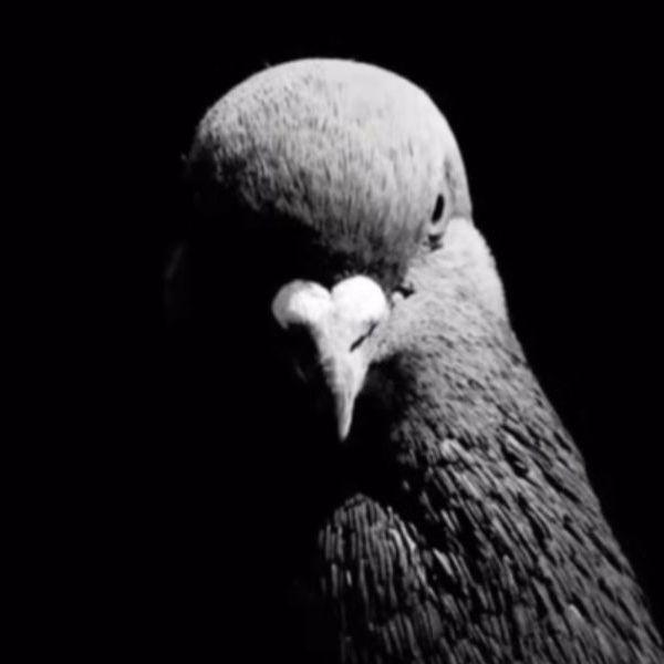 YATOROGODSK avatar