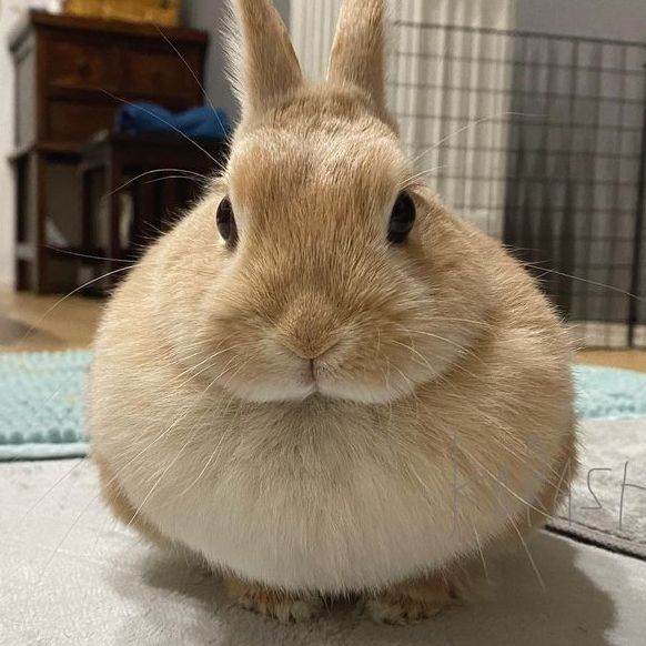 jimhop