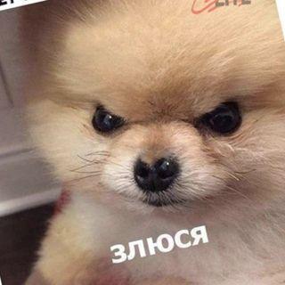 Apel7inchik avatar