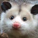 Looking For Org