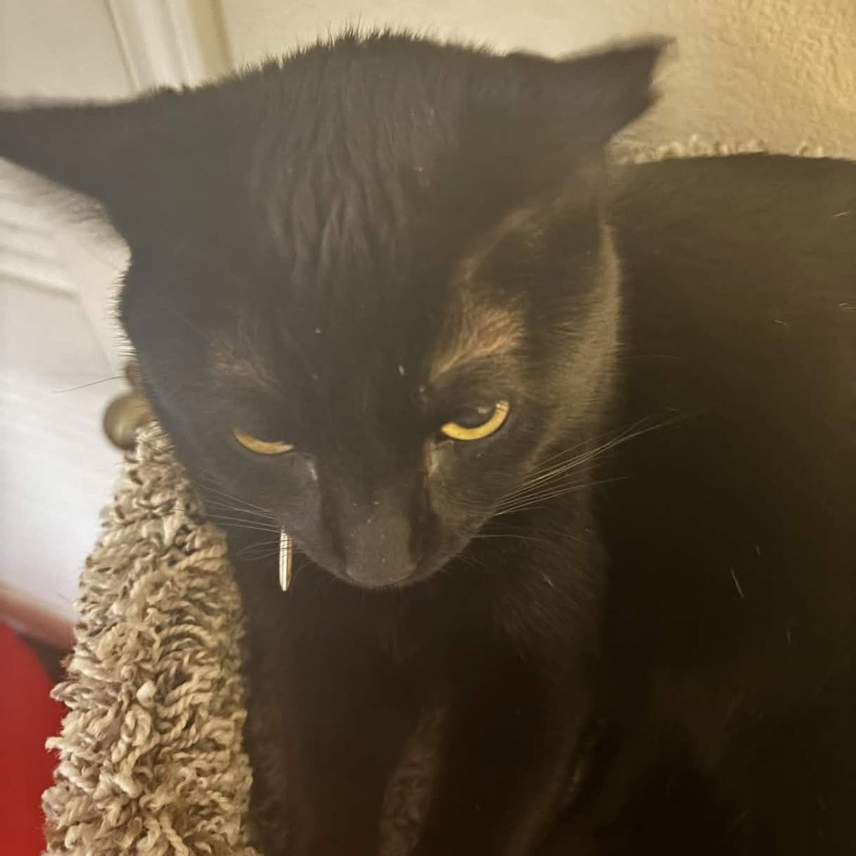 GothG1rlLuvr