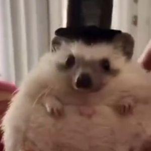 m1nt4i avatar