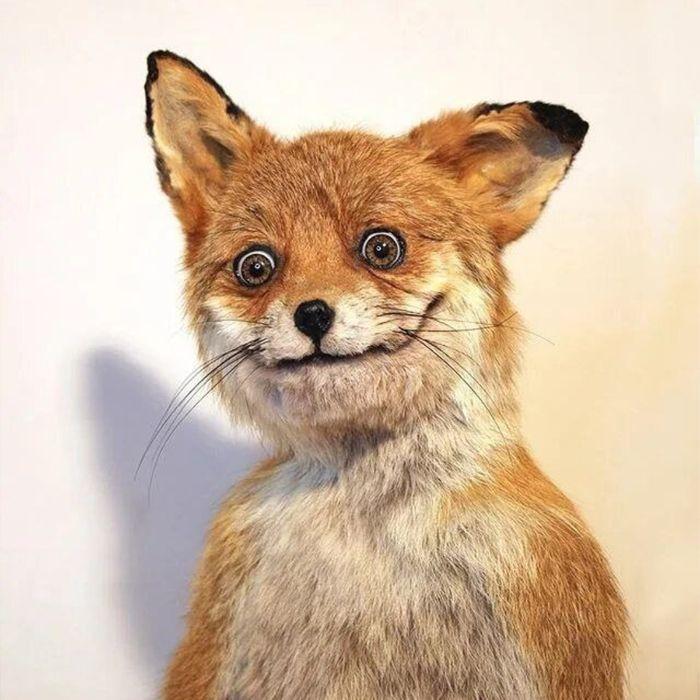 kzn_fox avatar