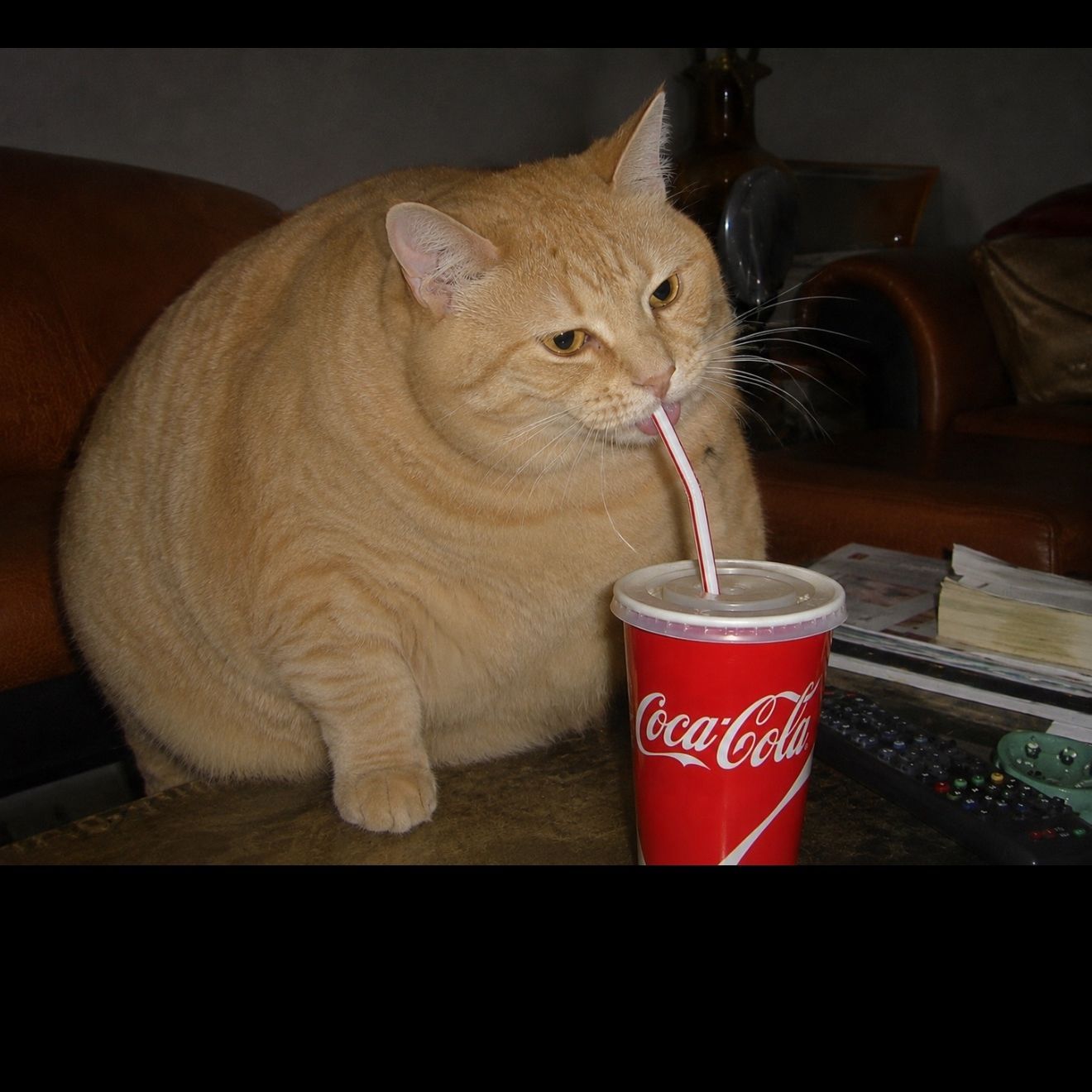 coke_catt