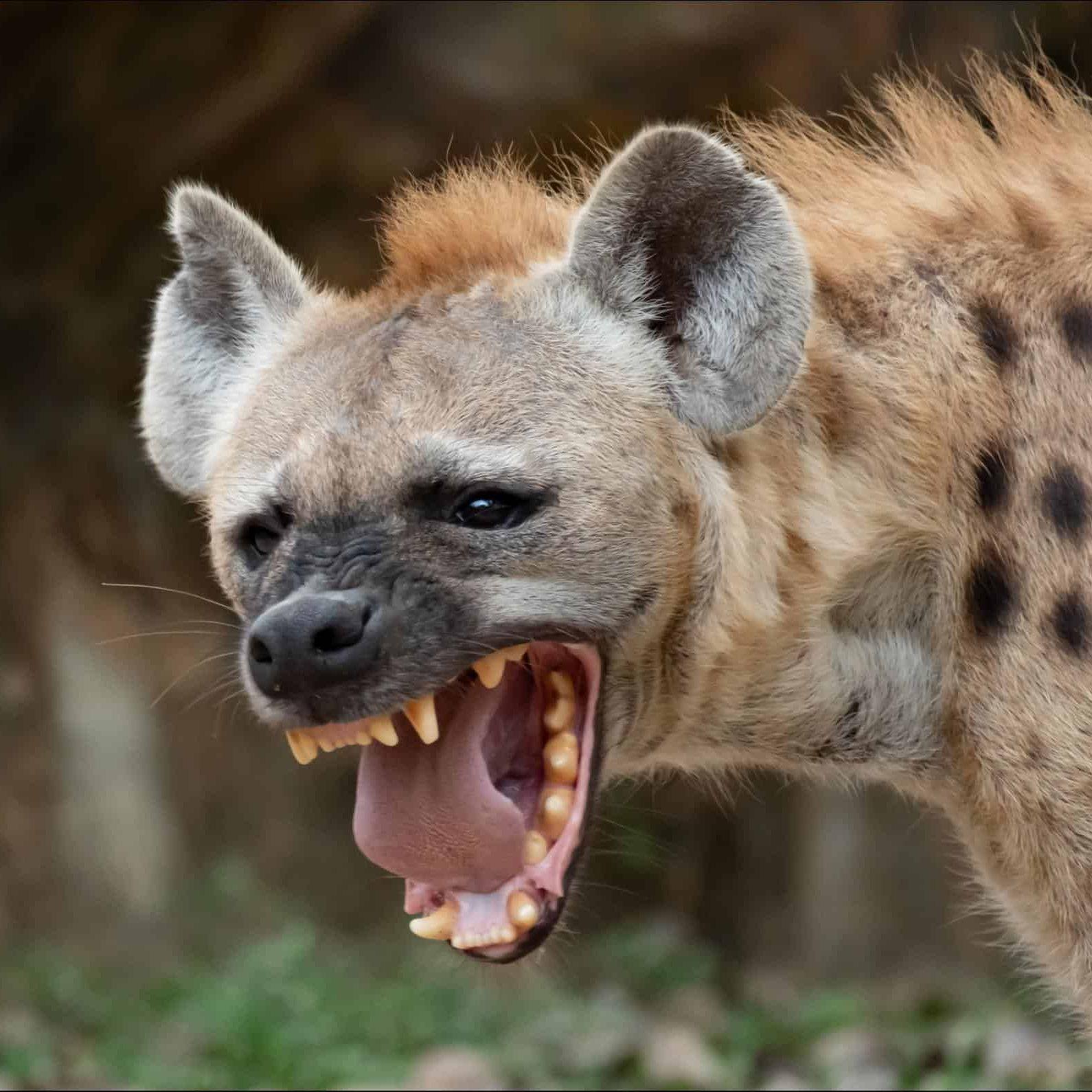 hyena-_-