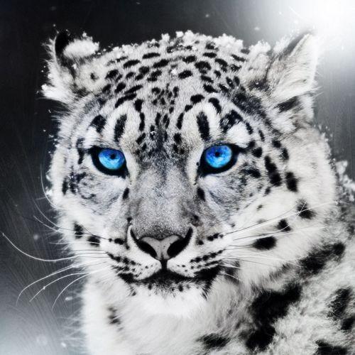 -mafak- avatar