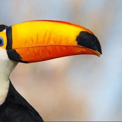 Toucan_ avatar