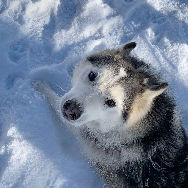 maxutka-