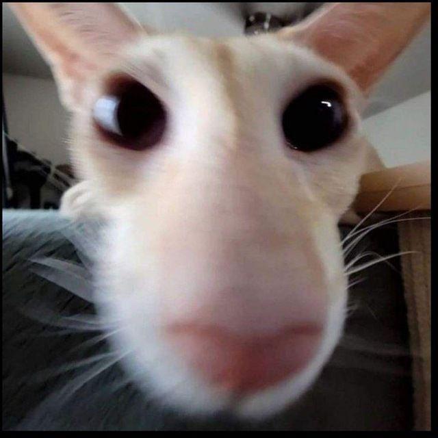 ShapShariK avatar