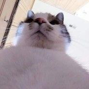 DORREE avatar