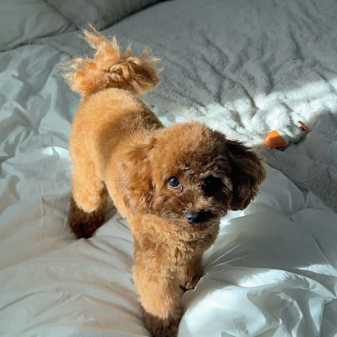 PUPSIK2310