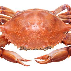 CrabHub avatar