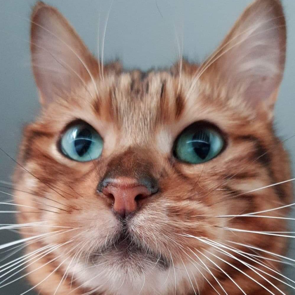 LuqiLu