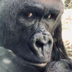 Player Gorilla avatar