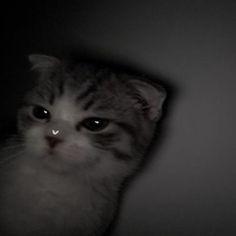 -mshkAA