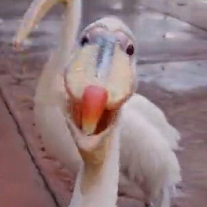 pelican- avatar
