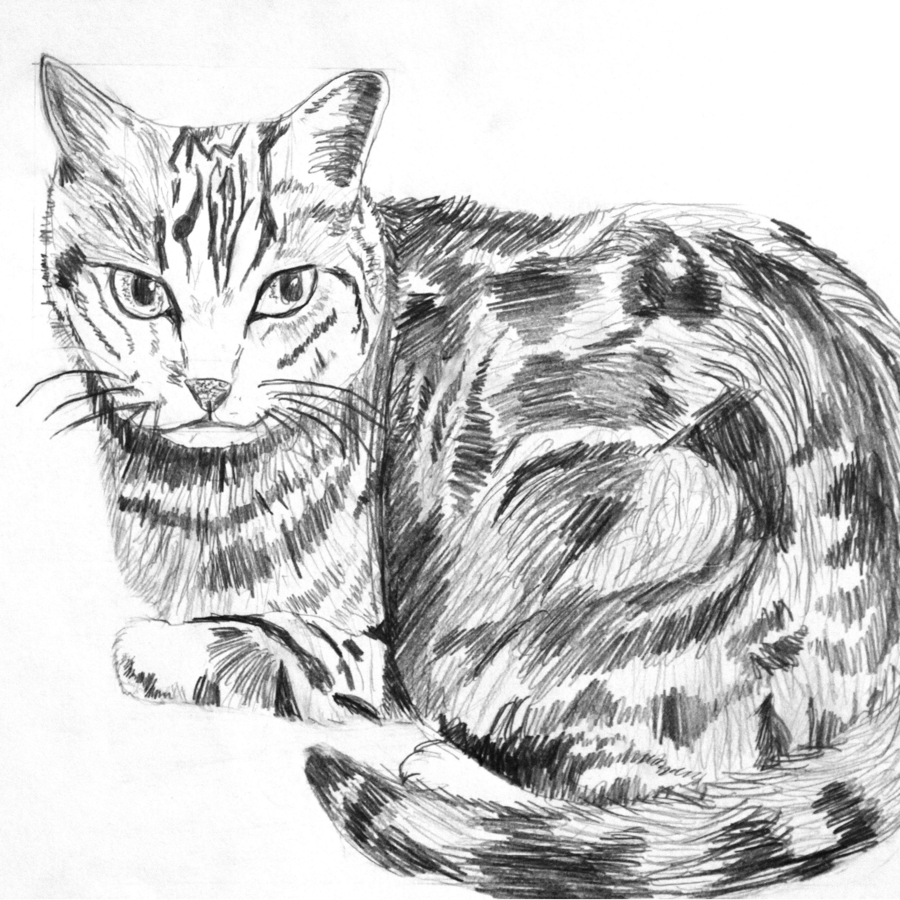 meow_456