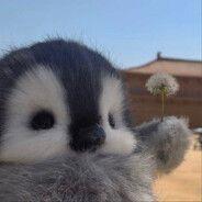 penguen avatar