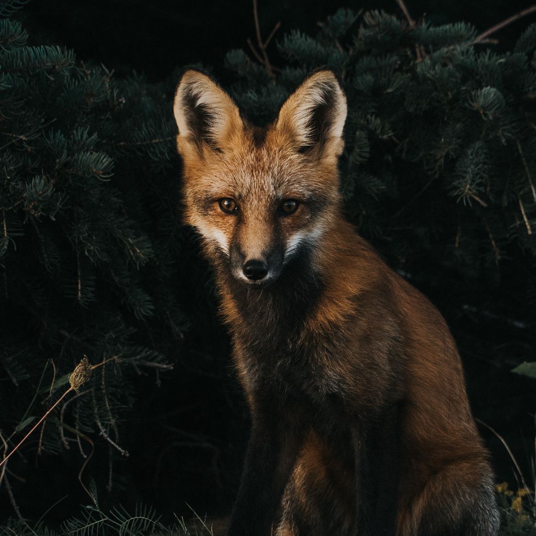 fox_vendetti