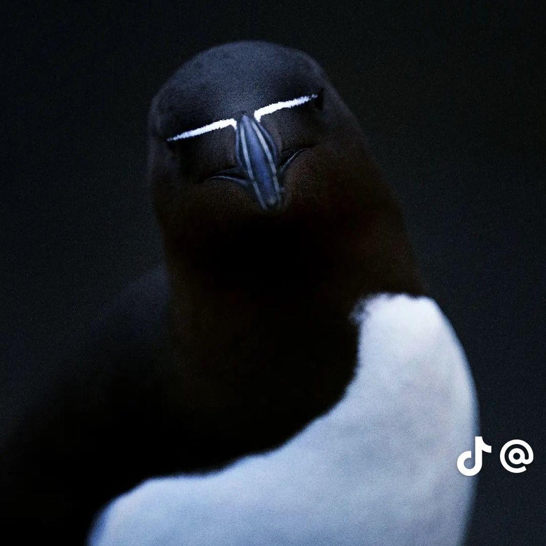 deyyanov avatar