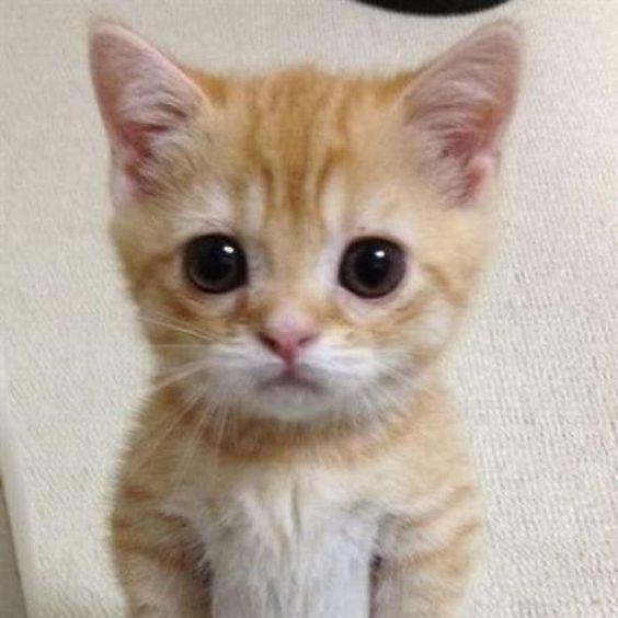 nya nya