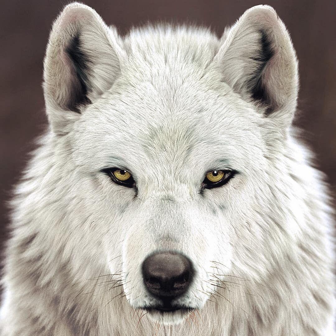 KOCPASA avatar