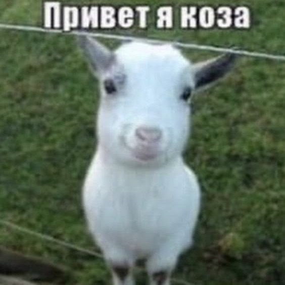 danafrvr