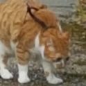 TheIntCat FACEIT avatar