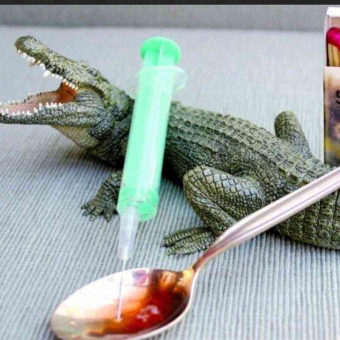 E6ALO_YPALO