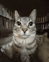 tavares_