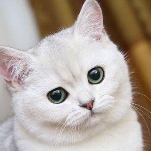 wetr1k avatar