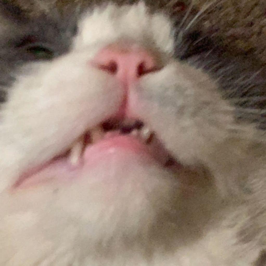 tum-tum avatar