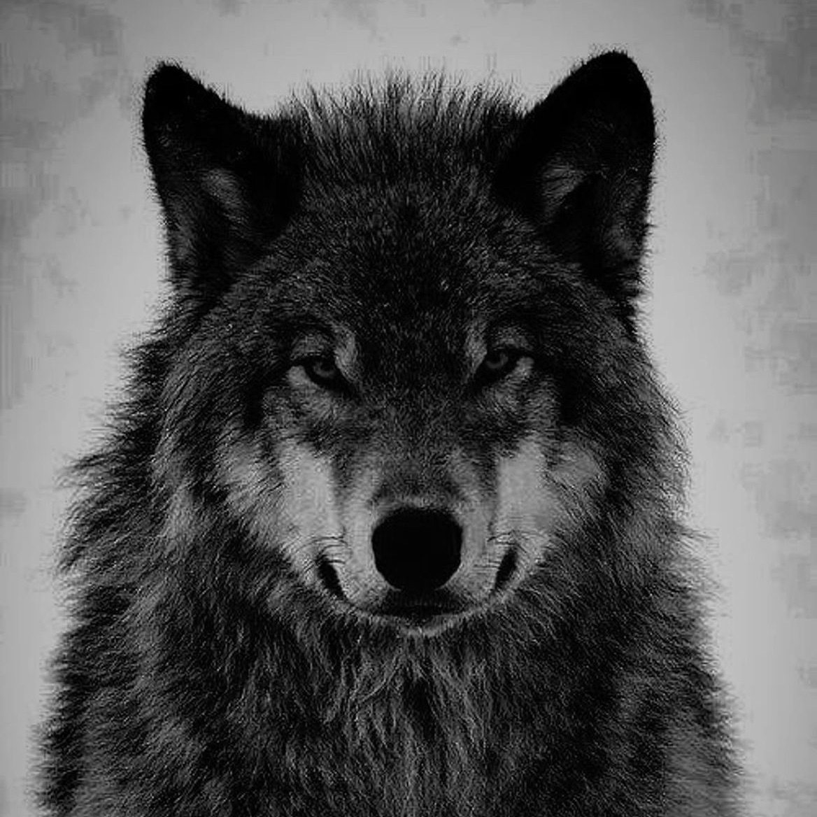 dame666