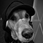 _-dog_- avatar