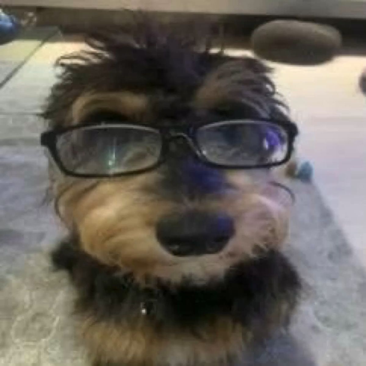 D00KIE-
