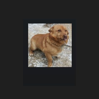 Faceit avatar