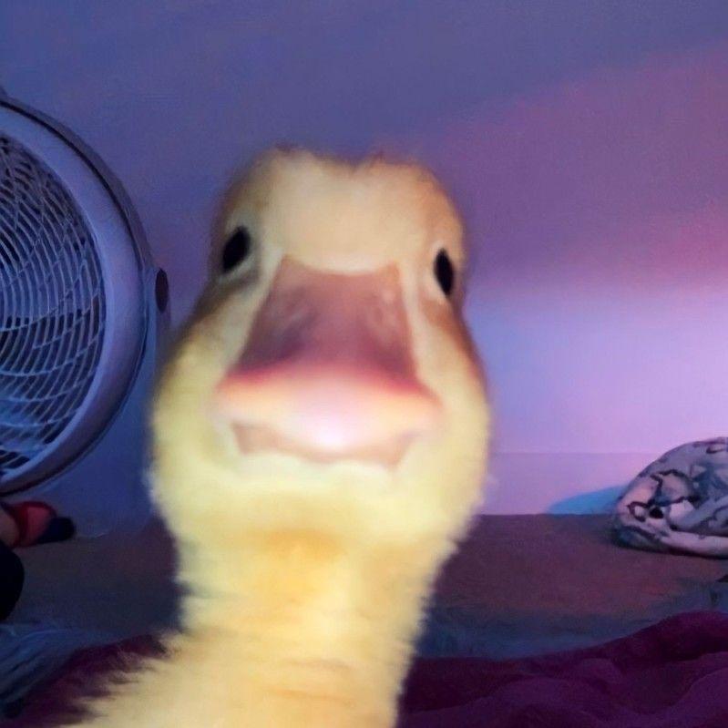 Gra__F1k
