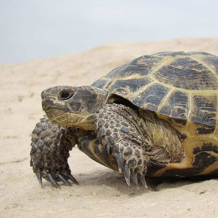 TurtleK96