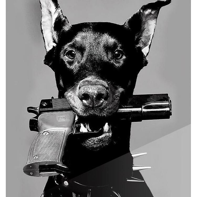 DobermanS1