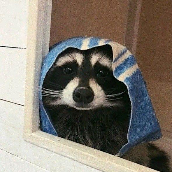 Jinxxs avatar