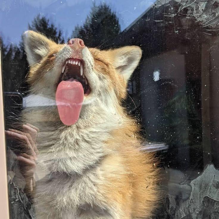 VulpesX avatar