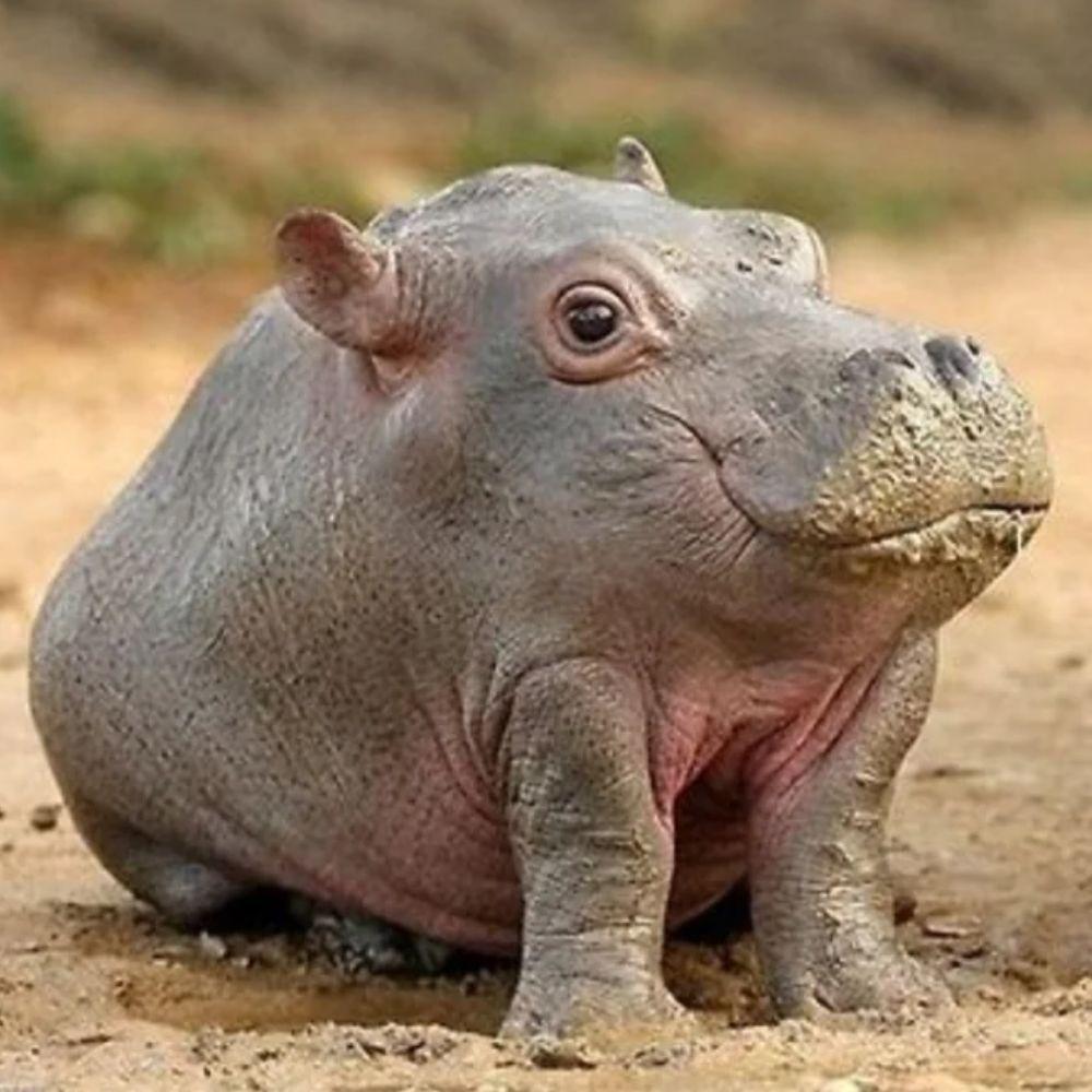 Hippopotaato avatar