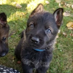 PiperGSD