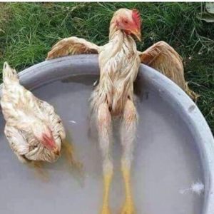 FR Chickens