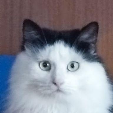 savva2106 avatar
