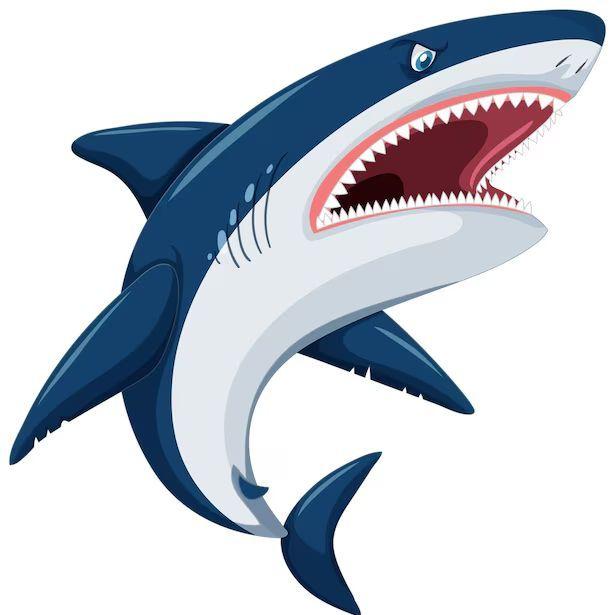 sharkindz avatar