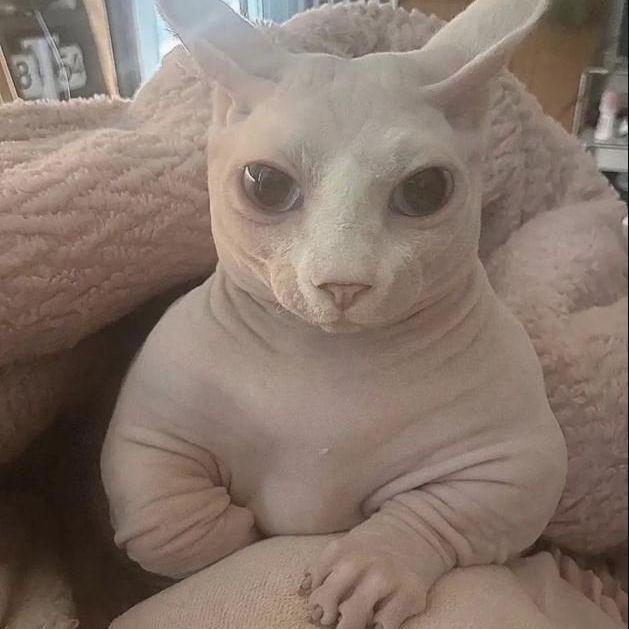 Dinglebob avatar