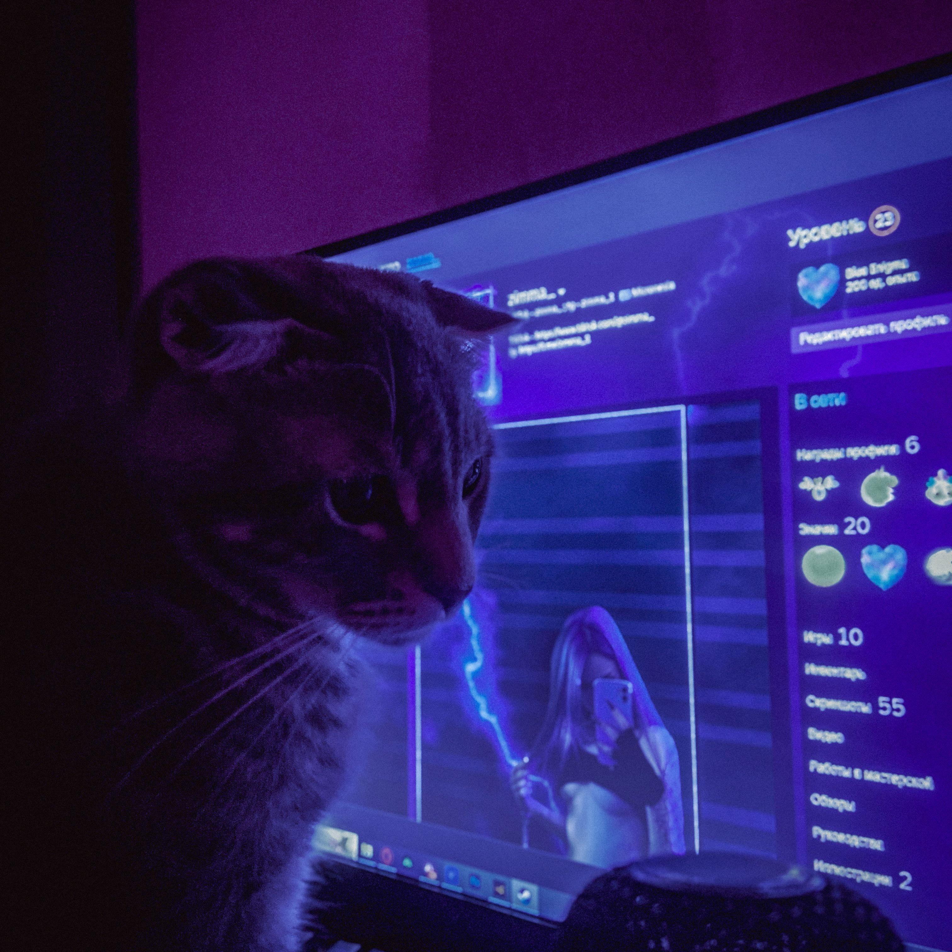 zimma_ avatar