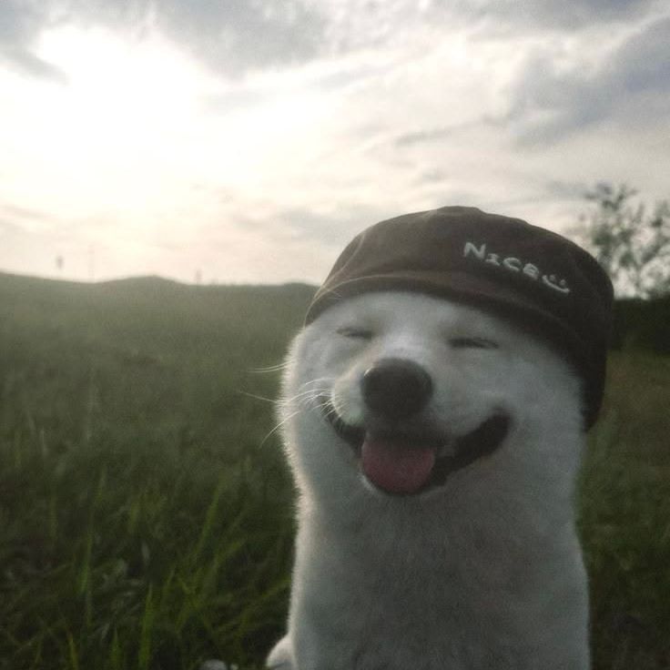 pvree FACEIT avatar